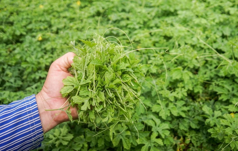 Cách bảo quản khổ qua tươi lâu ngày không hỏng 3