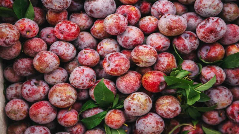 Cách bảo quản mận tươi lâu, dễ dàng áp dụng tại nhà 1