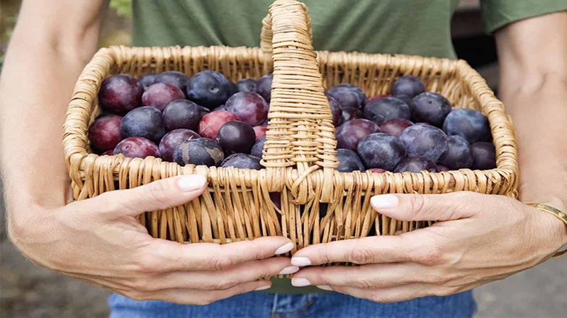 Cách bảo quản mận tươi lâu, dễ dàng áp dụng tại nhà 4