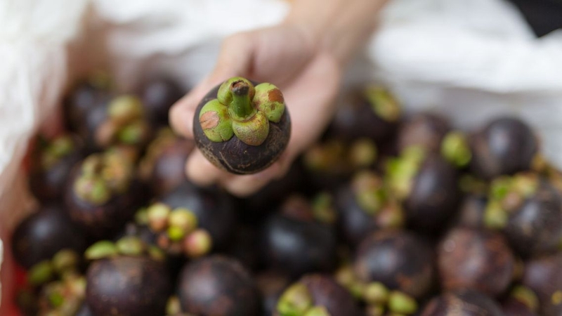 Cần chọn mua những trái ngon trước khi áp dụng các cách bảo quản măng cụt