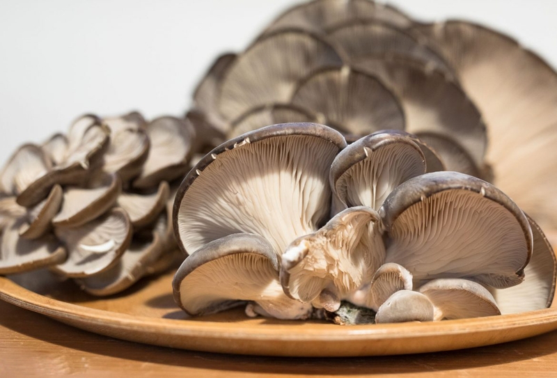 Cách bảo quản nấm bào ngư chuẩn như đầu bếp