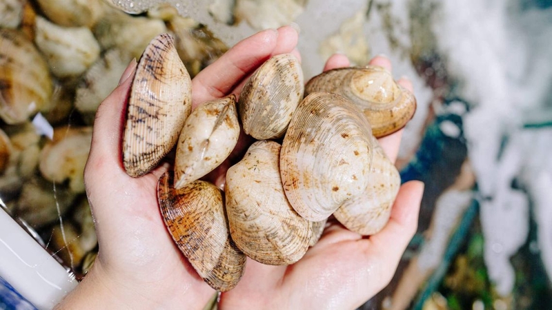 Cần chọn mua ngao tươi sống trước khi bảo quản