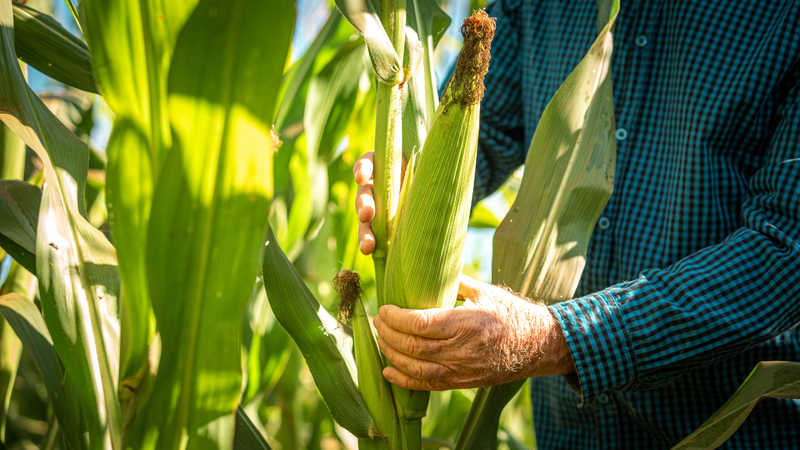 Cách bảo quản ngô tươi giúp giữ được độ ngọt và dinh dưỡng 1