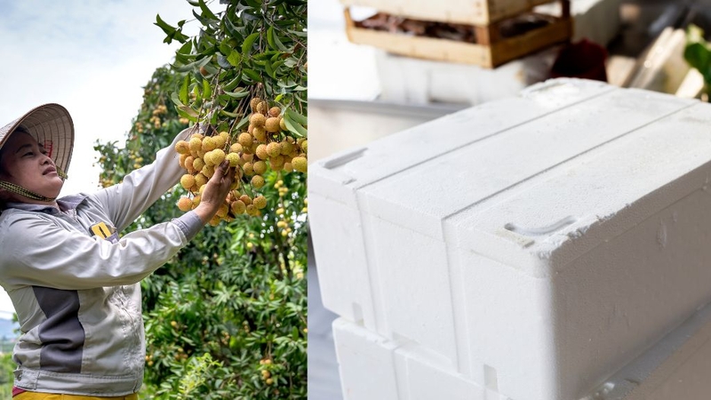 Cách bảo quản nhãn để được lâu ngày nhưng vẫn an toàn! 2