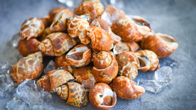 Cách bảo quản ốc hương tươi ngon được lâu 2