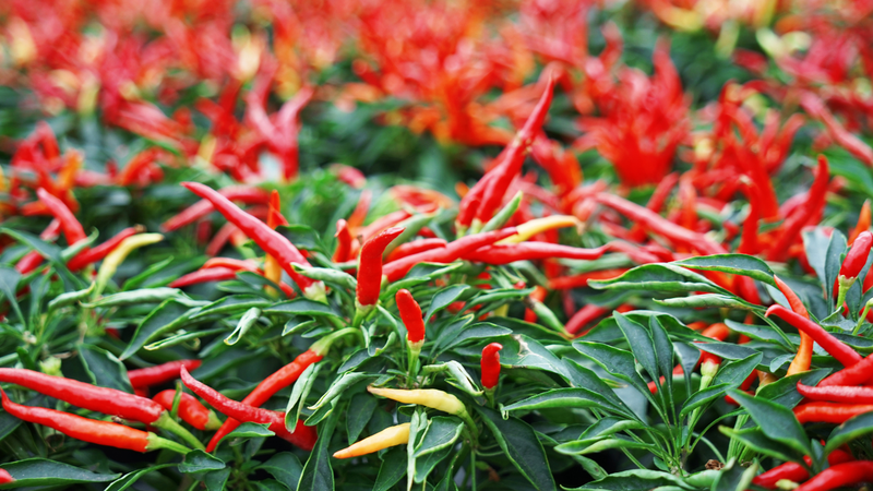 Cách bảo quản ớt tươi để dùng được lâu mà không bị héo 2