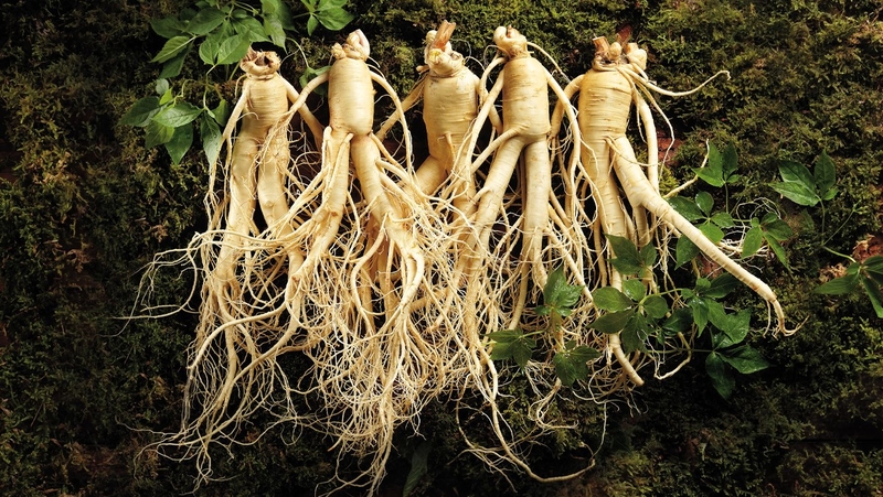 Sâm tươi mới thu hoạch và được làm sạch