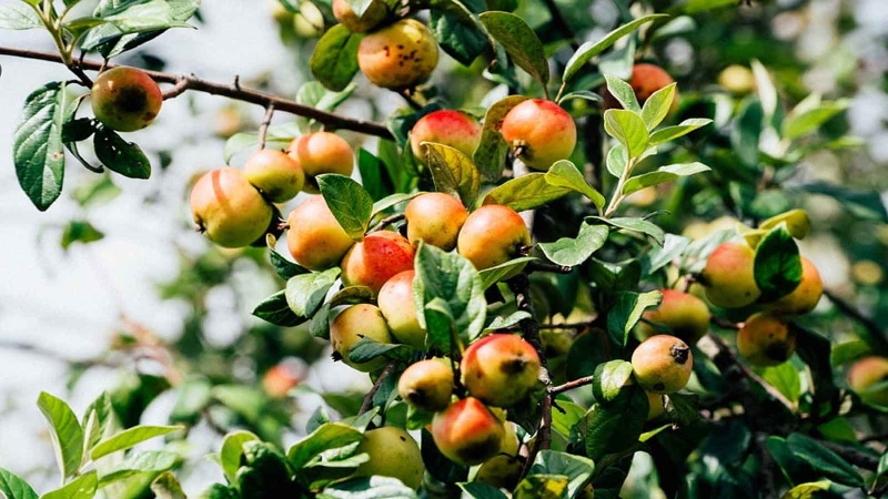 Cách bảo quản táo mèo tươi lâu tại nhà bằng tủ lạnh 1