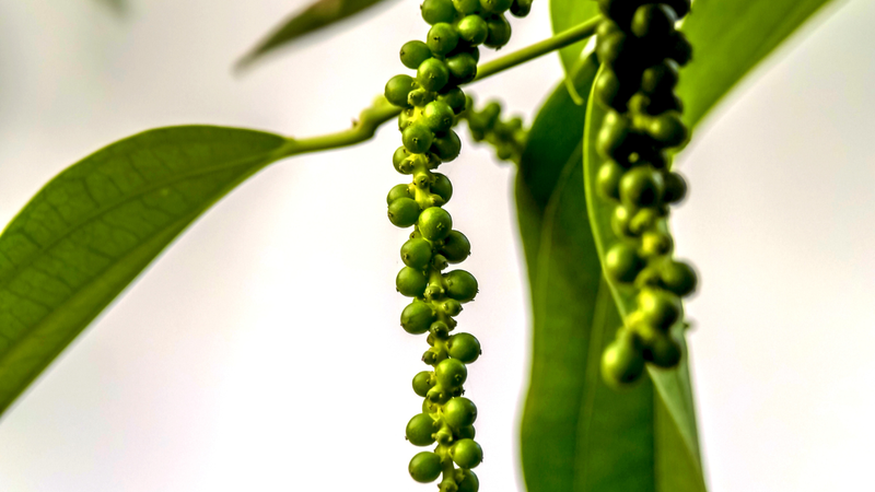 Cách bảo quản tiêu xanh tươi lâu và giữ mùi thơm tự nhiên 4