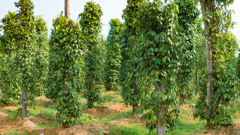 Cách bảo quản tiêu xanh tươi lâu và giữ mùi thơm tự nhiên 1