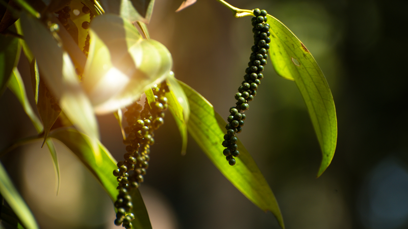 Cách bảo quản tiêu xanh tươi lâu và giữ mùi thơm tự nhiên 2