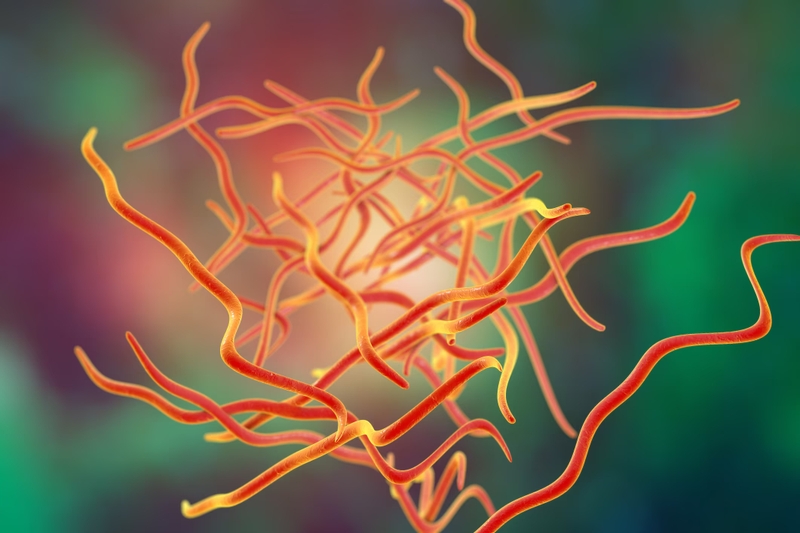 Hướng dẫn cách bắt giun kim ở bộ phận sinh dục nữ 1