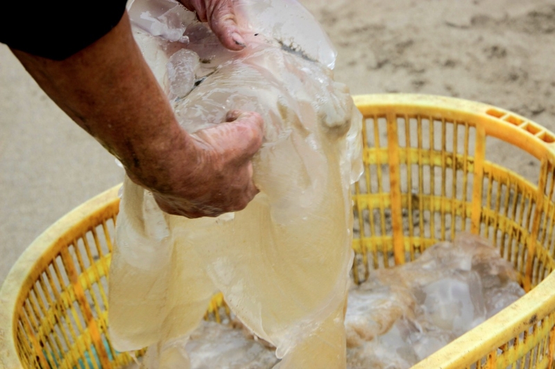 Cách chế biến sứa tươi và những điều cần lưu ý 2