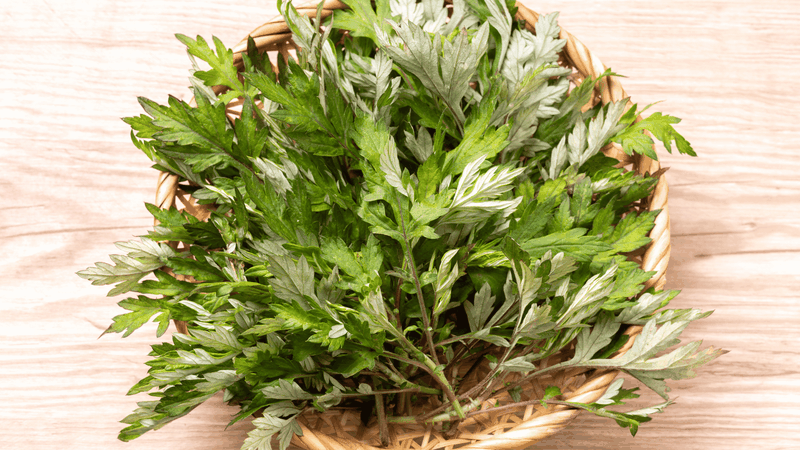 Ngải cứu có tính ấm, giúp trừ hàn, hoạt huyết, làm ấm bàn chân và thư giãn thần kinh