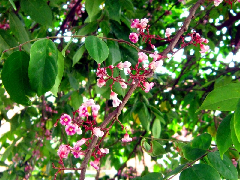 Cách chữa bệnh dị ứng cơ địa siêu đơn giản và cực hiệu quả 2