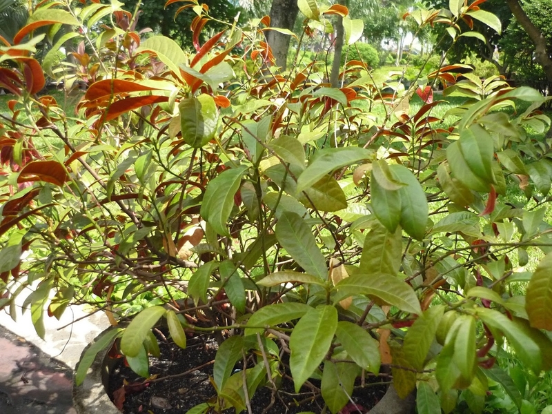 Cách chữa bệnh dị ứng cơ địa siêu đơn giản và cực hiệu quả 3