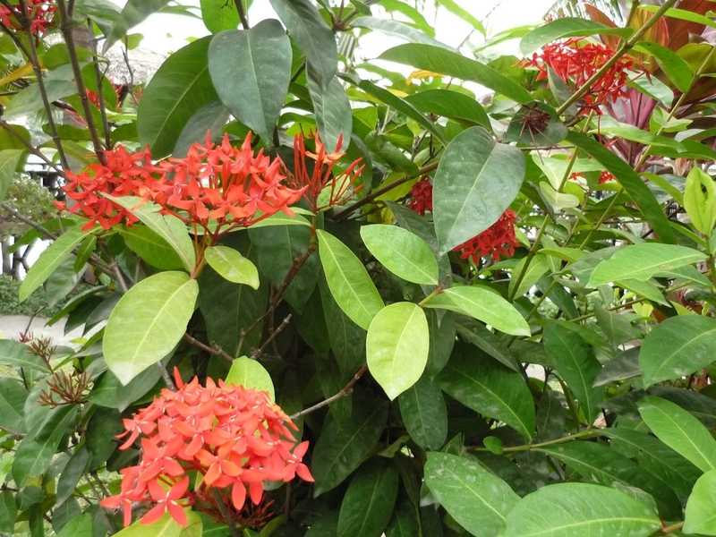 Mẹ bỏ túi cách chữa bệnh dị ứng da ở trẻ em 2