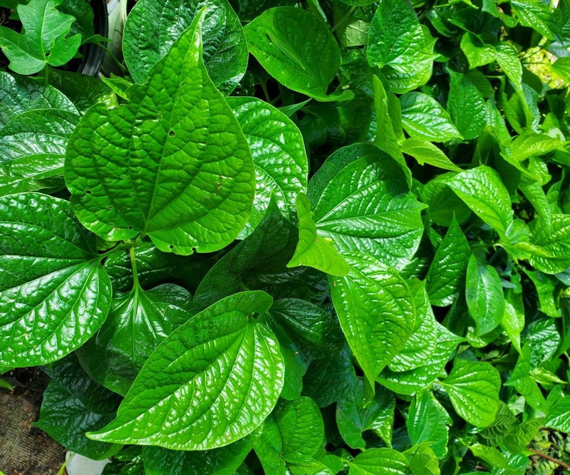 Cách chữa bệnh phong thấp dân gian3