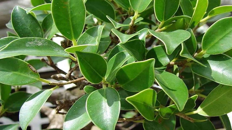 Lá si hoặc nhựa cây si có tác dụng điều trị bong gân hiệu quả