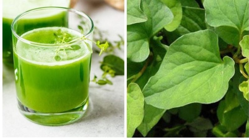 Cách chữa đau mắt đỏ bằng lá diếp cá và những điều cần biết 1