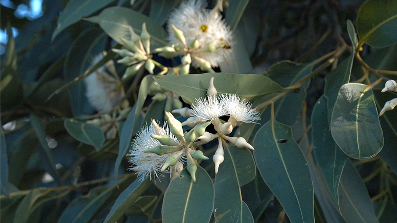 cach-chua-ghe-nuoc-bang-muoi-tai-nha3