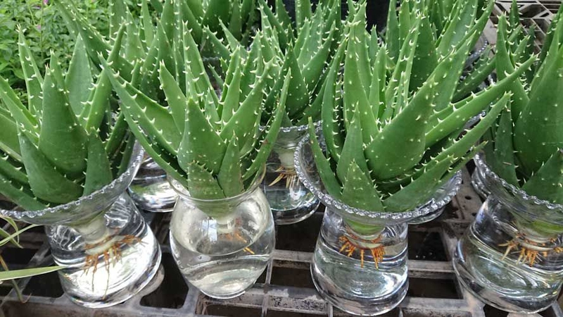 Cách chữa hội chứng ruột kích thích tại nhà đơn giản mà hiệu quả-2