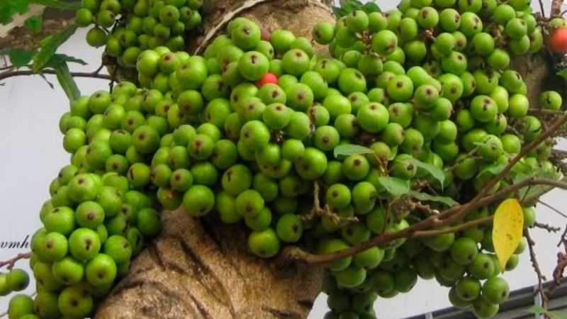 Cách chữa hội chứng ruột kích thích tại nhà đơn giản mà hiệu quả-3