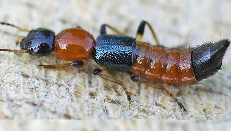 Cách chữa kiến ba khoang đốt hữu hiệu