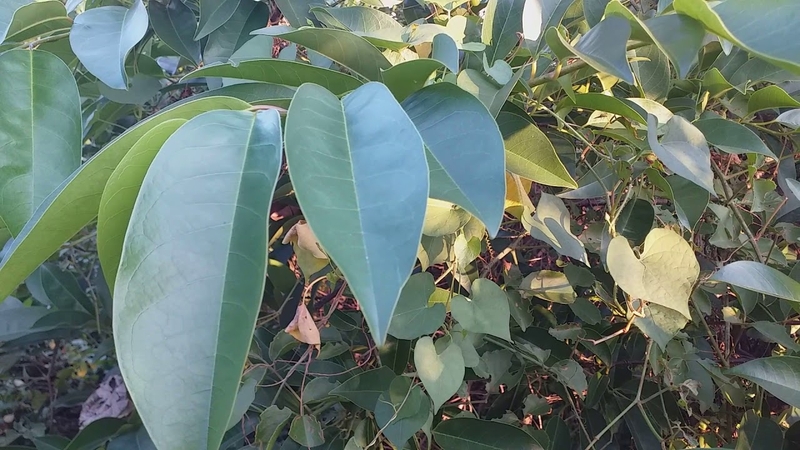 Cách chữa lao phổi bằng cây bình bát có đem lại hiệu quả cao không?2