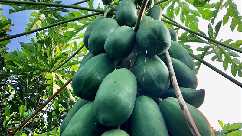 Cách chữa mụn cóc ở tay an toàn, hiệu quả cao 3