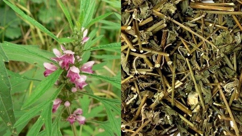 Vị thuốc đông y chữa polyp cổ tử cung