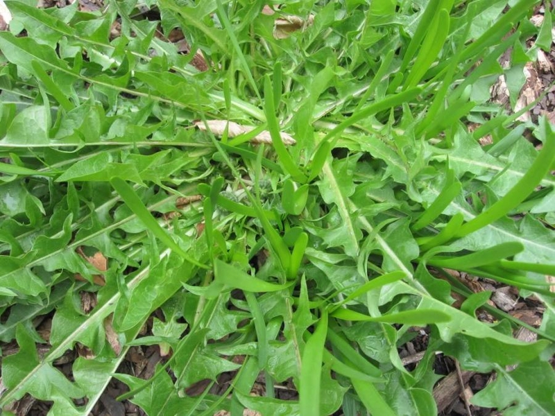 Cách chữa tắc tia sữa bằng lá bồ công anh 2