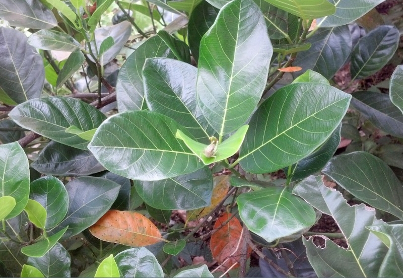 Cách chữa tắc tia sữa cho mẹ sau sinh bằng lá mít