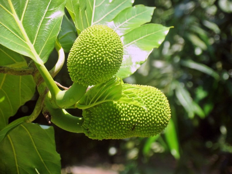 Cách chữa tắc tia sữa cho mẹ sau sinh bằng lá mít