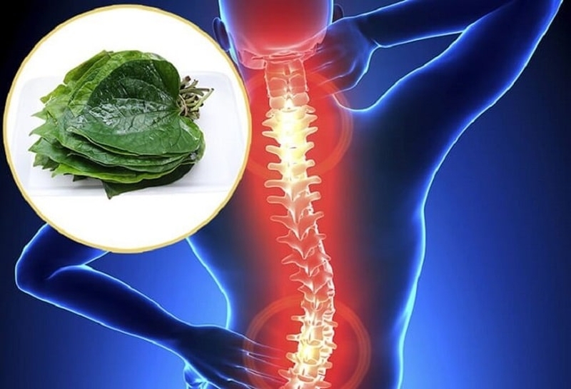 Những bài thuốc dân gian chữa thoát vị đĩa đệm bằng lá lốt rất hiệu quả