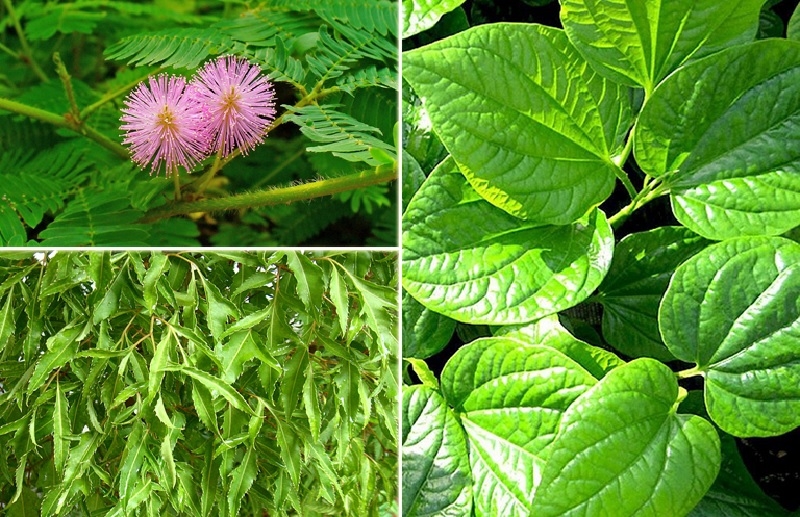 Cách chữa thoát vị đĩa đệm bằng lá lốt, cây xấu hổ và đinh lăng