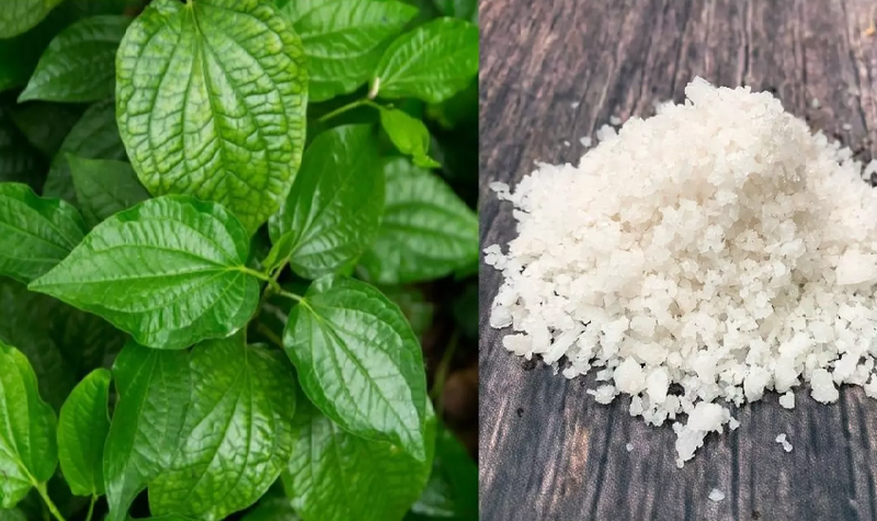 Cách chữa tổ đỉa bằng lá lốt hiệu quả tại nhà 2