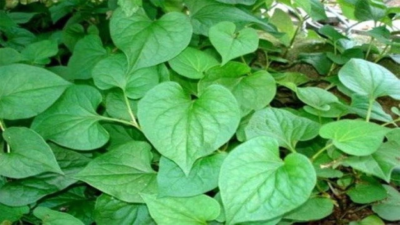 Muốn nhanh khỏi đau mắt đỏ bạn nên tìm hiểu các bài thuốc dân gian này 2