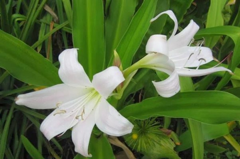 Cây trinh nữ là một trong những bài thuốc nam điều trị viêm khớp dạng thấp hiệu quả