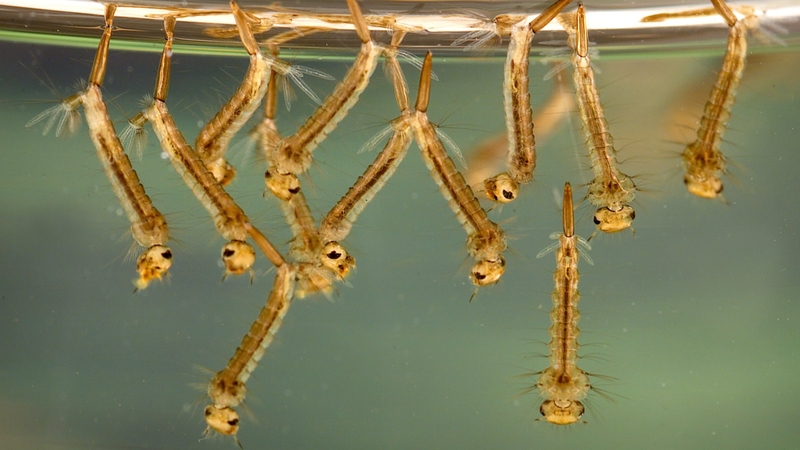 Bọ gậy là ấu trùng của muỗi