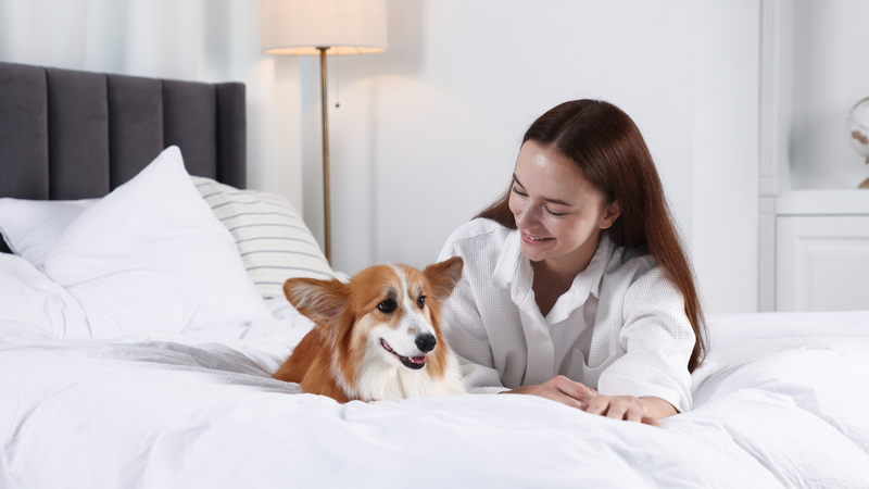 Mèo hoặc chó bị nhiễm bọ chét có thể làm rơi trứng và ấu trùng lên chăn, ga