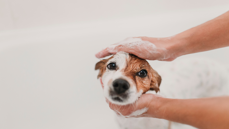 Việc vệ sinh cho thú cưng cần được thực hiện đều đặn và đúng cách để ngăn bọ chét tái phát