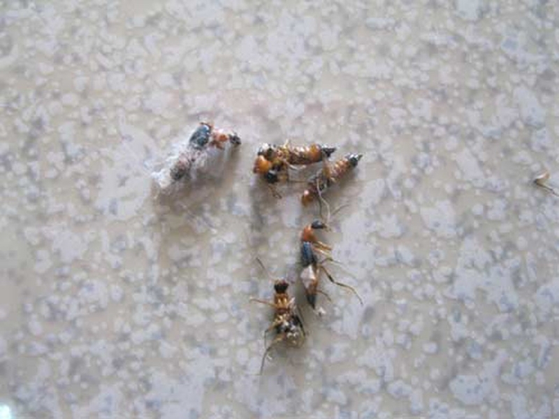 Cách diệt kiến ba khoang trong mùa mưa hiệu quả 3