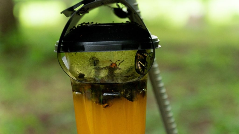 Cách diệt lăng quăng và những điều cần biết 2