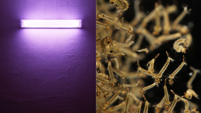 Cách diệt lăng quăng và những điều cần biết 4