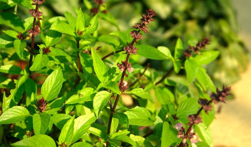 Cách diệt muỗi tận gốc bảo vệ sức khoẻ gia đình 2