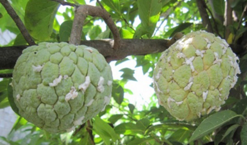 Rệp sáp sẽ phá hoại cây trồng từ lúc sinh trưởng cho đến khi thu hoạch