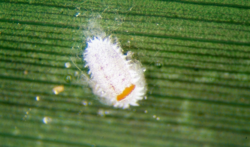 Rệp sáp là loại côn trùng gây hại đến cây trồng