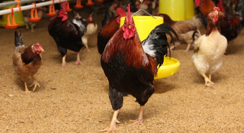 Cách điều trị bệnh cúm A/H5N1 1