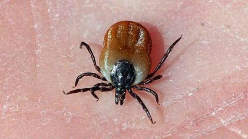 Cách điều trị bệnh sốt mò hiệu quả 1